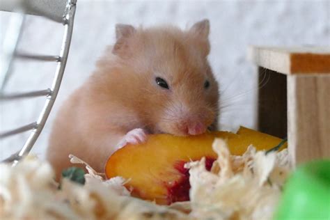 c hamster|Guide to keeping Hamsters